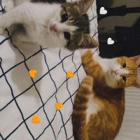 Tekir Kedi, Kedi  şapşik fotoğrafı