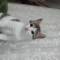 Tekir Kedi, Kedi  şapşik fotoğrafı