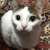 Tekir Kedi, Kedi  Cherié fotoğrafı
