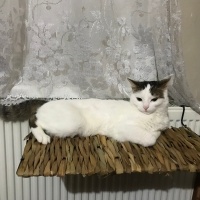 Tekir Kedi, Kedi  Cherié fotoğrafı