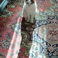 Tekir Kedi, Kedi  Cherié fotoğrafı