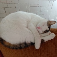 Tekir Kedi, Kedi  Cherié fotoğrafı