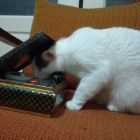 Tekir Kedi, Kedi  Cherié fotoğrafı