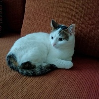 Tekir Kedi, Kedi  Cherié fotoğrafı