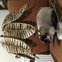 Tekir Kedi, Kedi  Cherié fotoğrafı