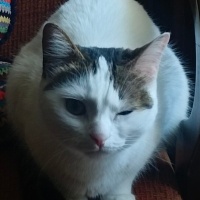 Tekir Kedi, Kedi  Cherié fotoğrafı