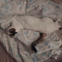 Tekir Kedi, Kedi  Cherié fotoğrafı
