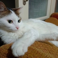 Tekir Kedi, Kedi  Cherié fotoğrafı
