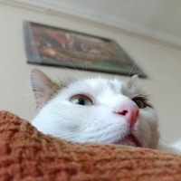 Tekir Kedi, Kedi  Cherié fotoğrafı