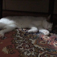 Tekir Kedi, Kedi  Cherié fotoğrafı