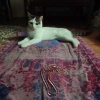 Tekir Kedi, Kedi  Cherié fotoğrafı