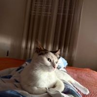 Tekir Kedi, Kedi  Cherié fotoğrafı