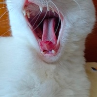 Tekir Kedi, Kedi  Cherié fotoğrafı