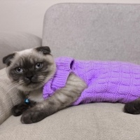 Scottish Fold, Kedi  Mırmır fotoğrafı