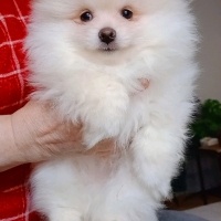 Pomeranyalı, Köpek  Pomeranian fotoğrafı