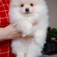 Pomeranyalı, Köpek  Pomeranian fotoğrafı