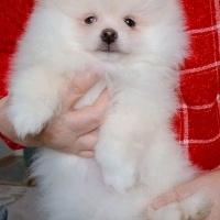 Pomeranyalı, Köpek  Pomeranian fotoğrafı