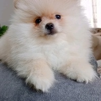Pomeranyalı, Köpek  Pomeranian fotoğrafı