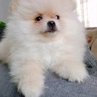 Pomeranyalı, Köpek  Pomeranian fotoğrafı