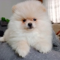 Pomeranyalı, Köpek  Pomeranian fotoğrafı