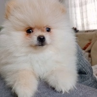 Pomeranyalı, Köpek  Pomeranian fotoğrafı