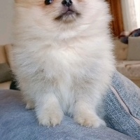 Pomeranyalı, Köpek  Pomeranian fotoğrafı