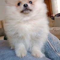 Pomeranyalı, Köpek  Pomeranian fotoğrafı