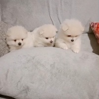 Pomeranyalı, Köpek  Pomeranian fotoğrafı