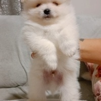 Pomeranyalı, Köpek  Pomeranian fotoğrafı