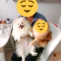 Pomeranyalı, Köpek  Pomeranian fotoğrafı