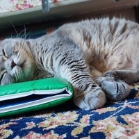 Scottish Fold, Kedi  Kaju fotoğrafı