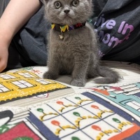 British Shorthair, Kedi  İncir fotoğrafı