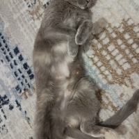 Scottish Fold, Kedi  Duman fotoğrafı