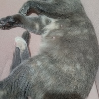 Scottish Fold, Kedi  Duman fotoğrafı
