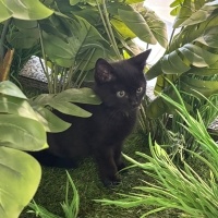 Bombay, Kedi  Zeytin fotoğrafı