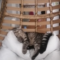 British Shorthair, Kedi  Sanslı fotoğrafı