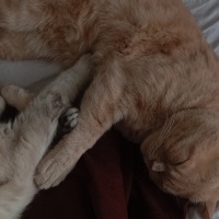 British Shorthair, Kedi  luna fotoğrafı