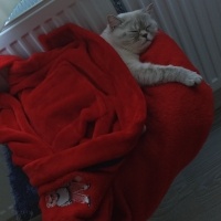 British Shorthair, Kedi  luna fotoğrafı