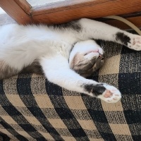 Tekir Kedi, Kedi  Sanat fotoğrafı