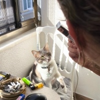 Tekir Kedi, Kedi  Sanat fotoğrafı