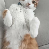 Sarman, Kedi  Salvador fotoğrafı