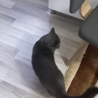 British Shorthair, Kedi  Çeto fotoğrafı