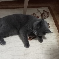 British Shorthair, Kedi  Çeto fotoğrafı