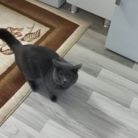 British Shorthair, Kedi  Çeto fotoğrafı