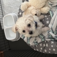 Maltese, Köpek  Ares fotoğrafı