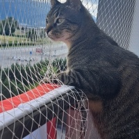 Tekir Kedi, Kedi  MÜEZZA fotoğrafı
