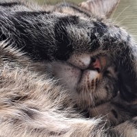 Tekir Kedi, Kedi  MÜEZZA fotoğrafı