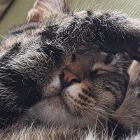Tekir Kedi, Kedi  MÜEZZA fotoğrafı