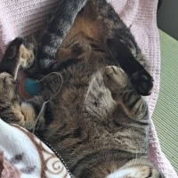 Tekir Kedi, Kedi  MÜEZZA fotoğrafı