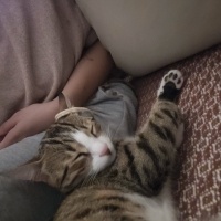 Tekir Kedi, Kedi  Tomris fotoğrafı
